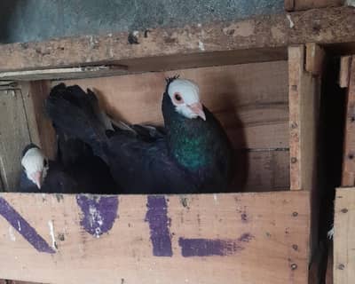 Black mukhi Breddeing Pair - Urgent Sale