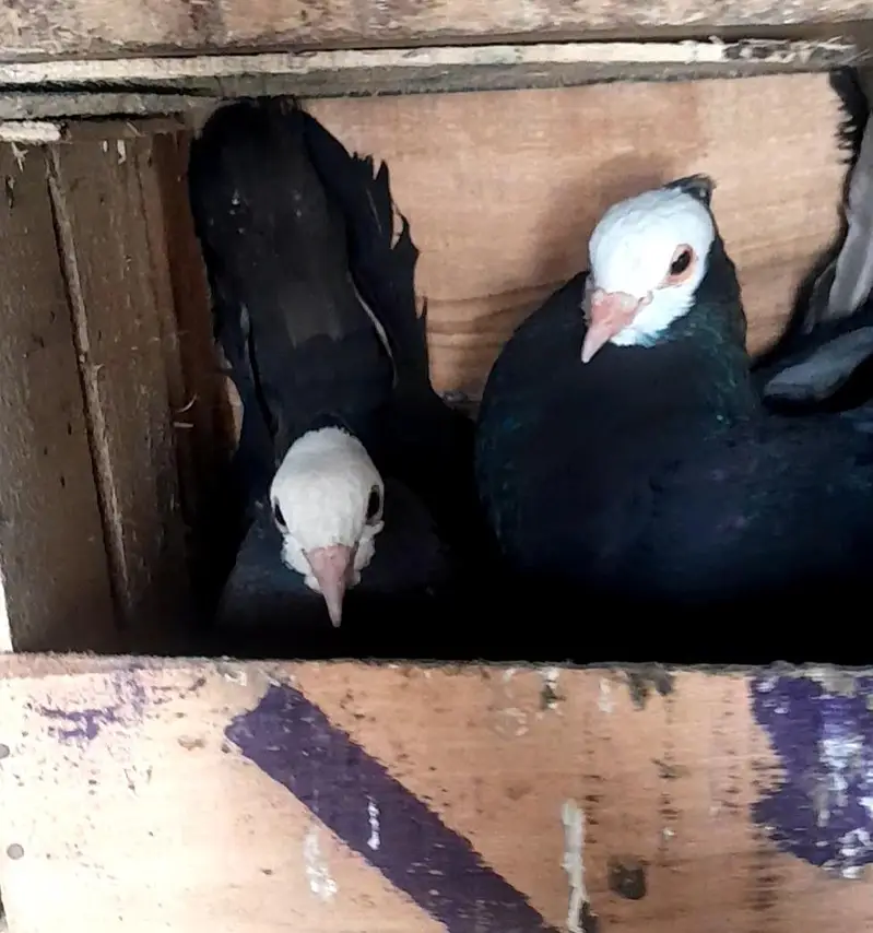 Black mukhi Breddeing Pair - Urgent Sale — photo 2