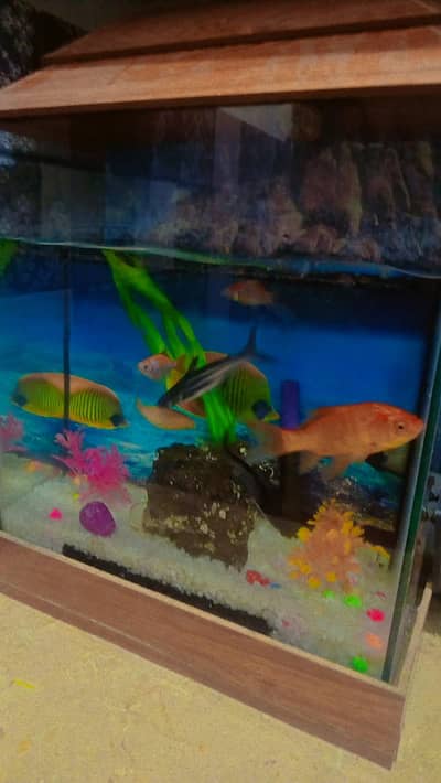 aquarium and fish