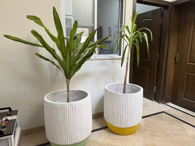 Three Planters