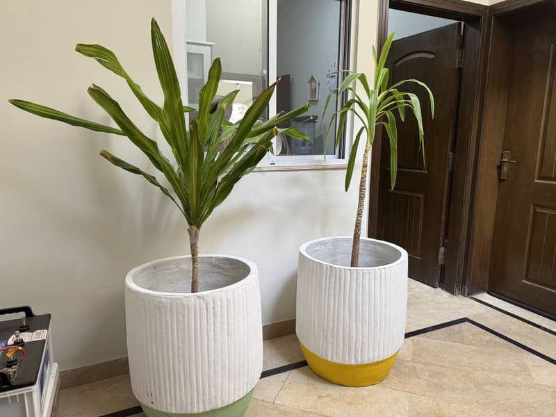 Three Planters 0