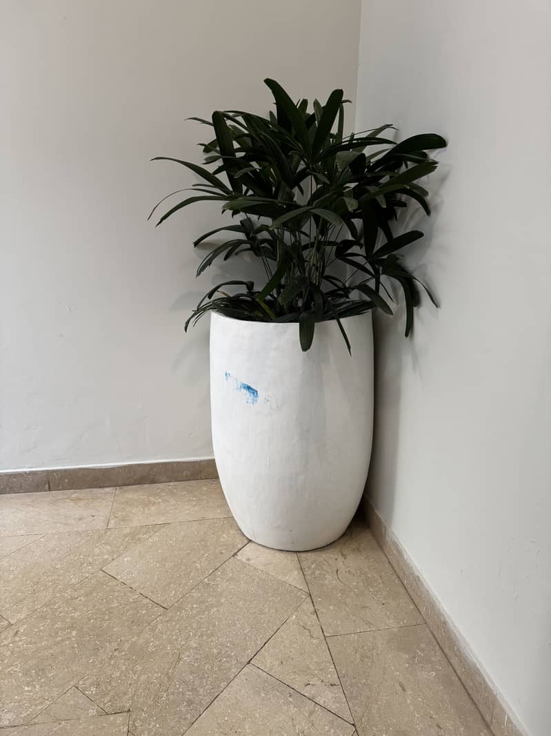 Three Planters 1