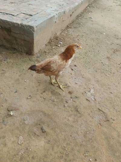 desi pathia for sale h 4 piece h
