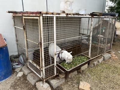 Jumbo Size Cage For Sale