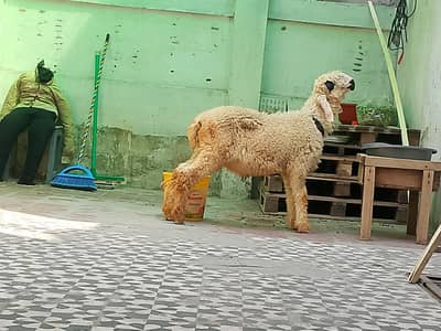 MashAllah Lakha Bacha | Kajla x Mundro Cross | Lahore 