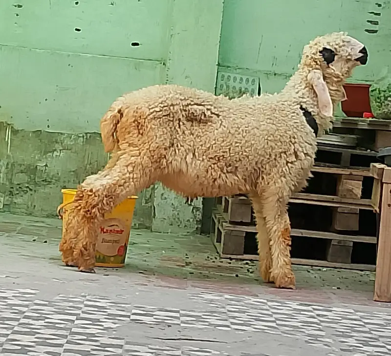 MashAllah Lakha Bacha | Kajla x Mundro Cross | Lahore  — photo 2