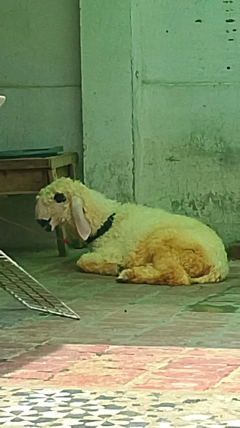 MashAllah Lakha Bacha | Kajla x Mundro Cross | Lahore  — photo 3