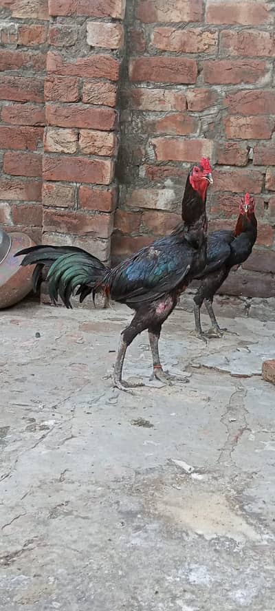 aseel thai male available Lahore