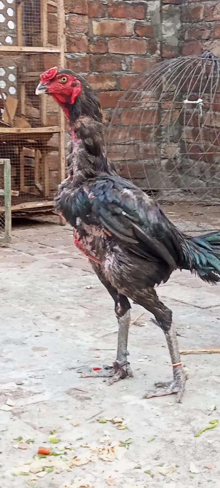 aseel thai male available Lahore — photo 2