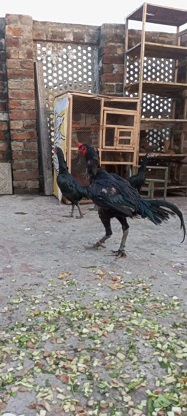 aseel thai male available Lahore — photo 3