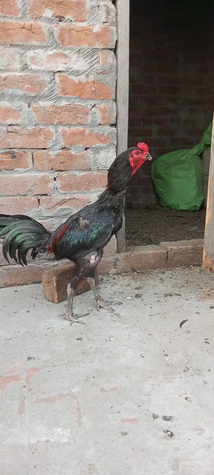 aseel thai male available Lahore — photo 4