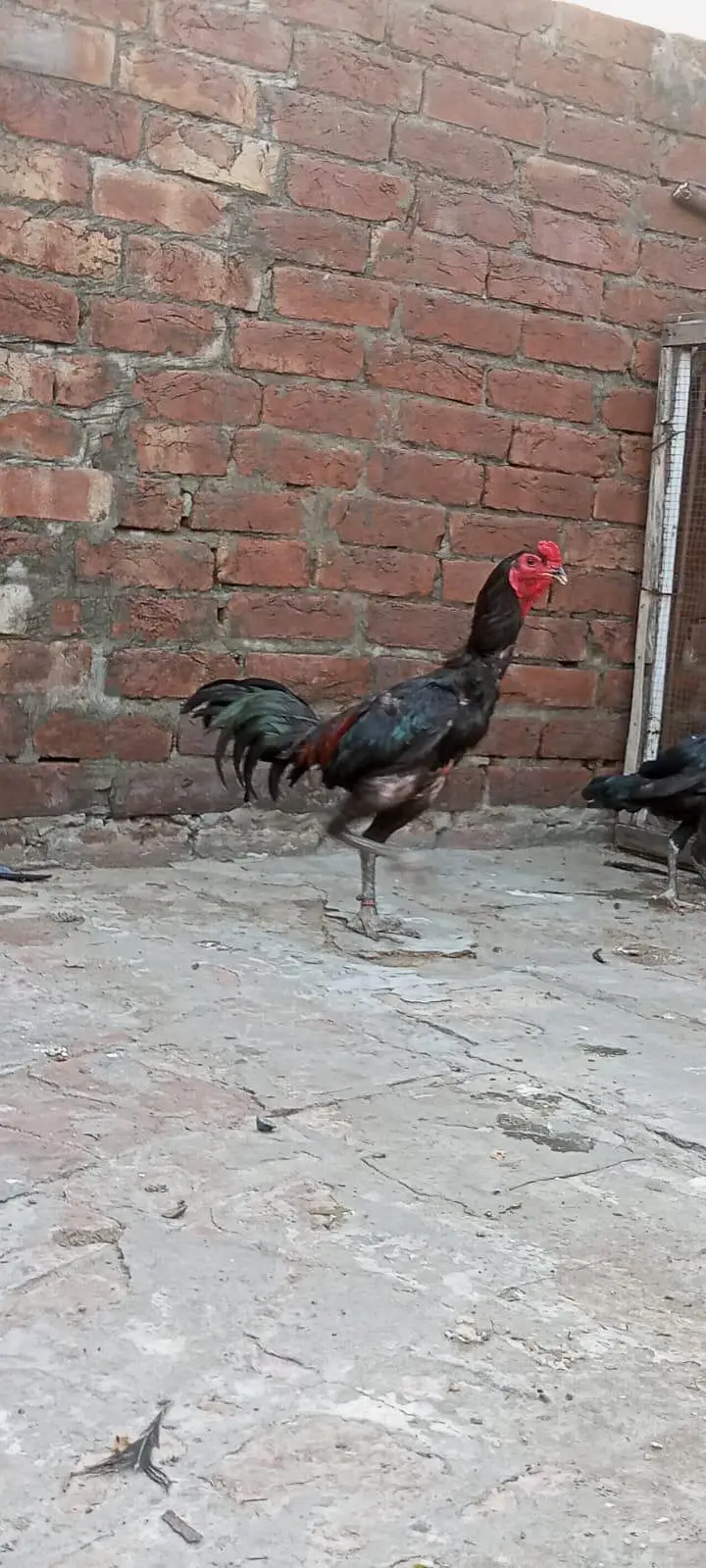 aseel thai male available Lahore — photo 5