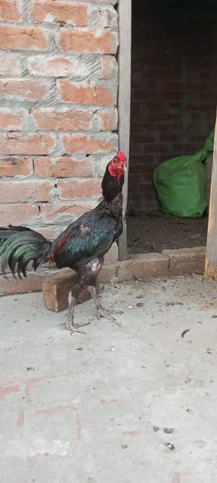 aseel thai male available Lahore — photo 6