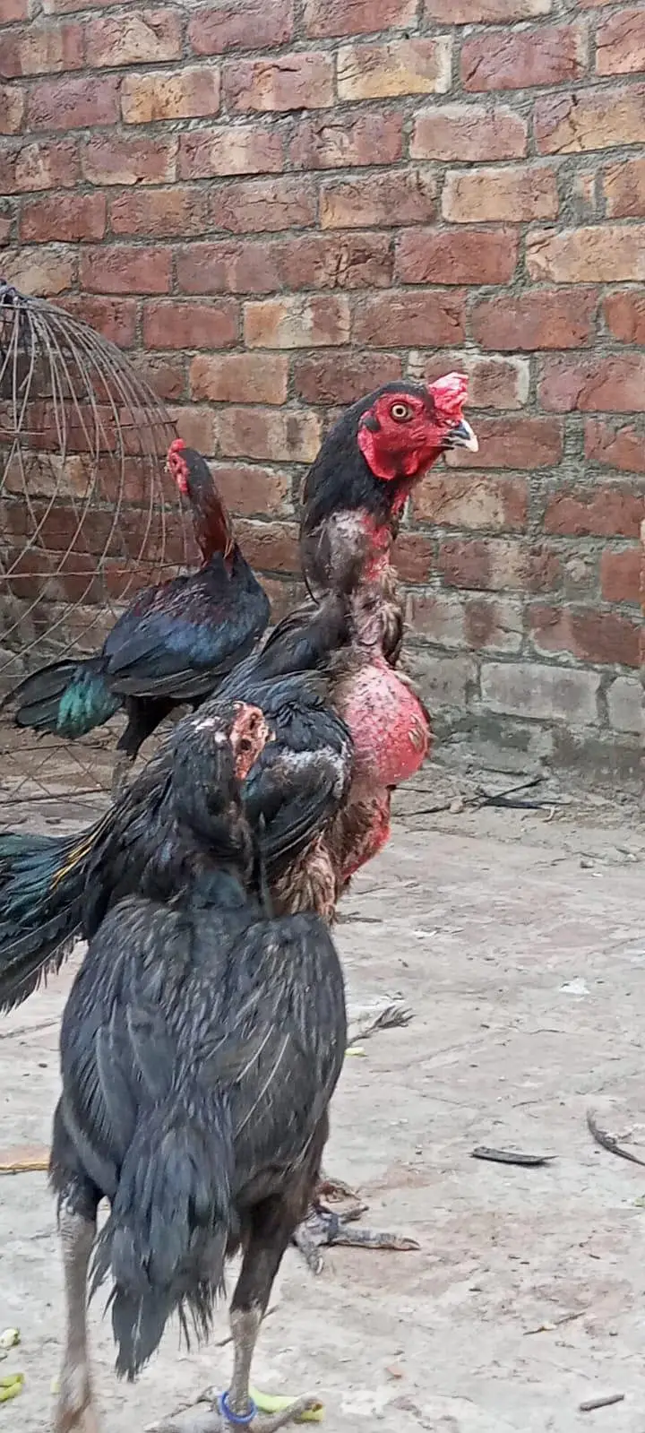 aseel thai male available Lahore — photo 7