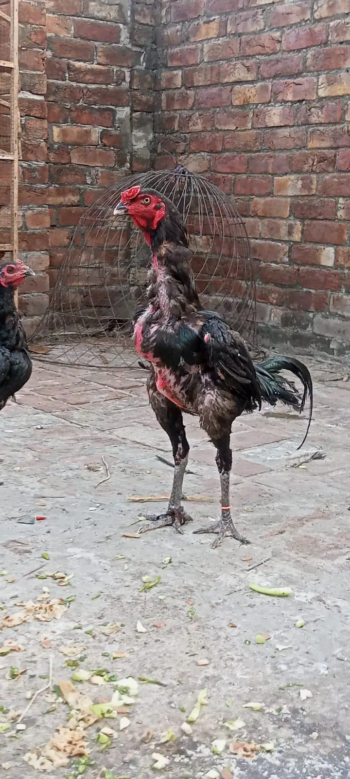 aseel thai male available Lahore — photo 8