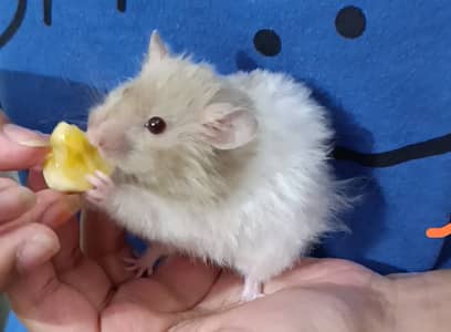 Hamster for sale