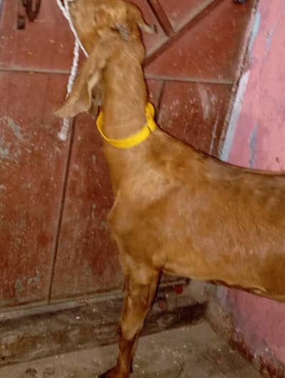 2 bakri for sale haqeqa wagera kar sakte ho