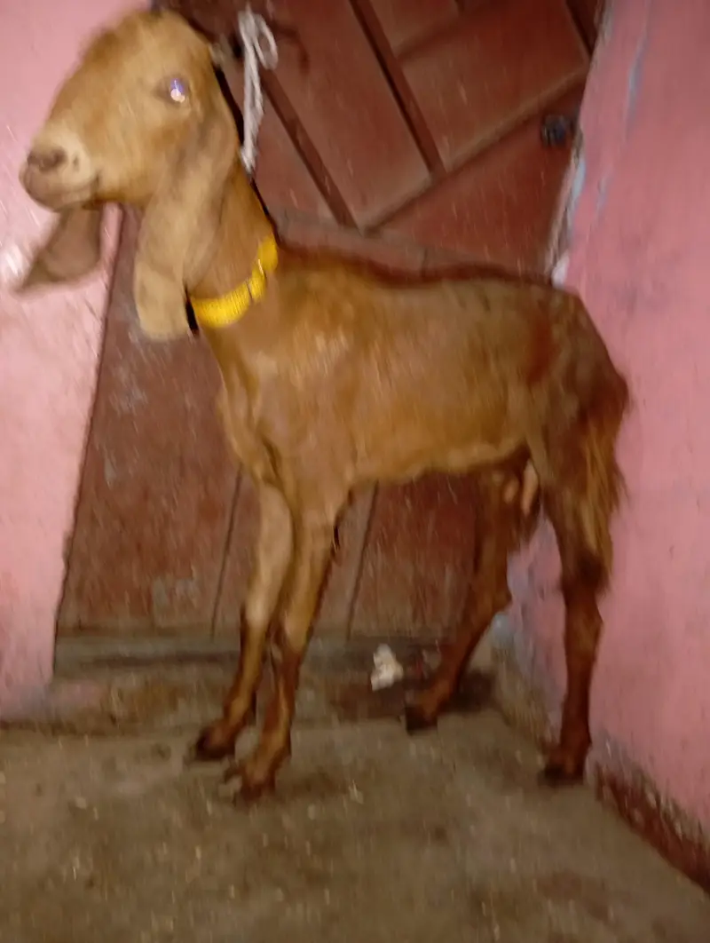 2 bakri for sale haqeqa wagera kar sakte ho — photo 2