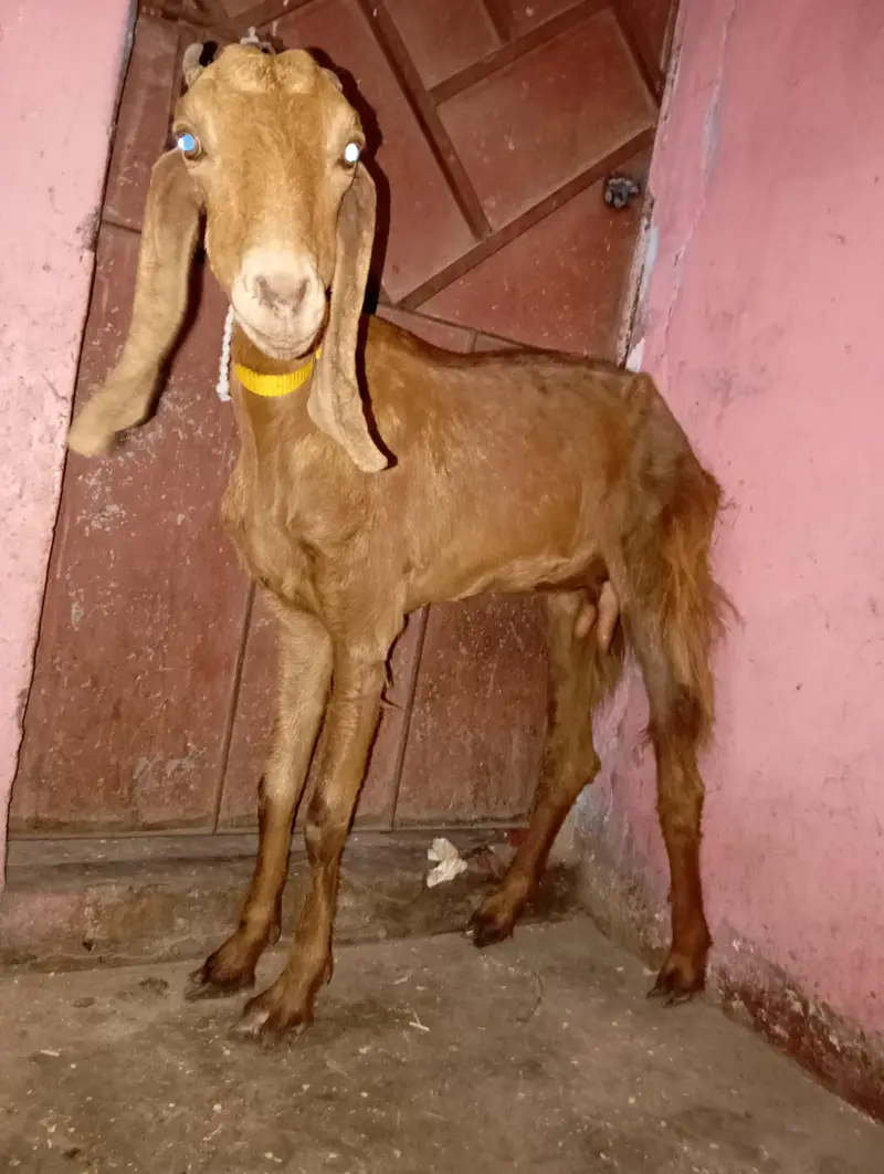 2 bakri for sale haqeqa wagera kar sakte ho — photo 3