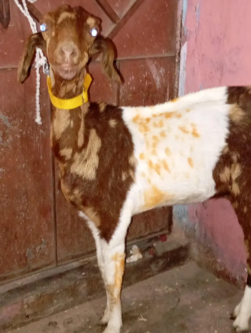 2 bakri for sale haqeqa wagera kar sakte ho — photo 4