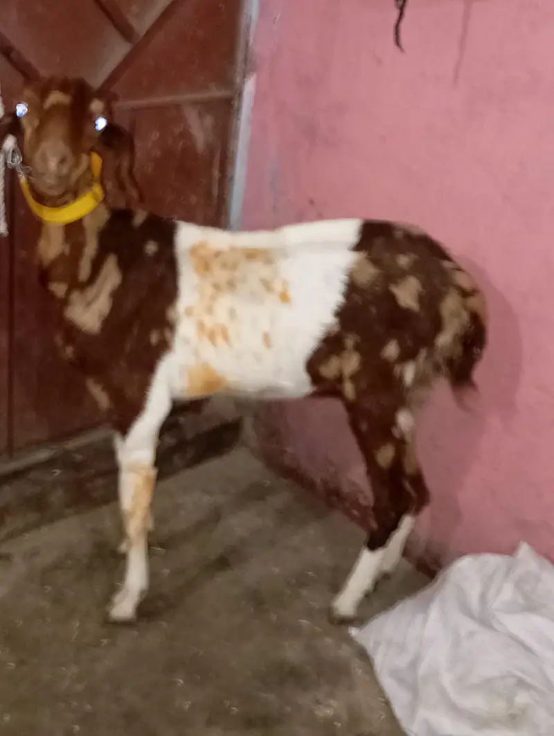 2 bakri for sale haqeqa wagera kar sakte ho — photo 5