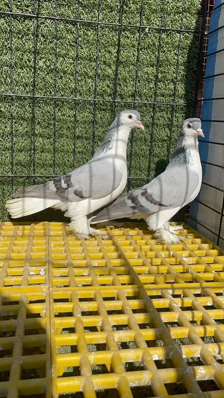 sherazi sale — photo 3