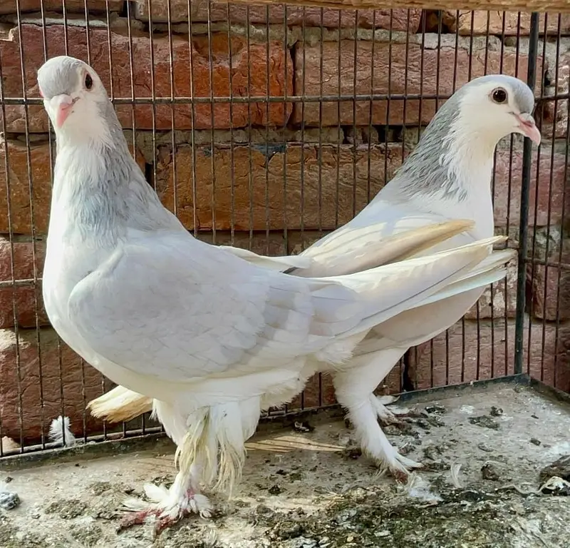 sherazi sale — photo 4