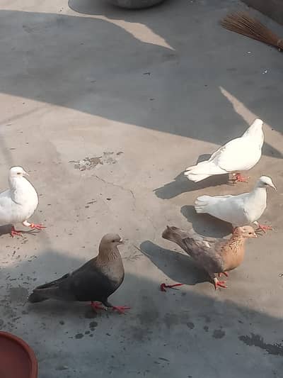 Breeds Pair