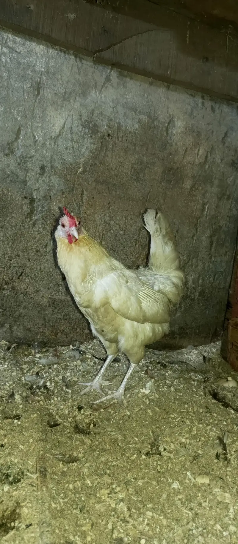 golden misri 1 murga or 2 murgiya ha — photo 2