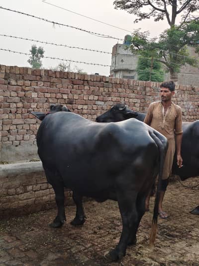 8 kg milk din ma 2 time