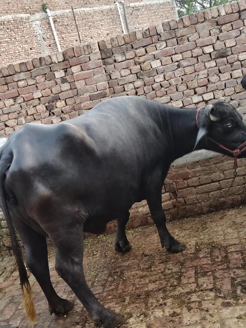 8 kg milk din ma 2 time — photo 2