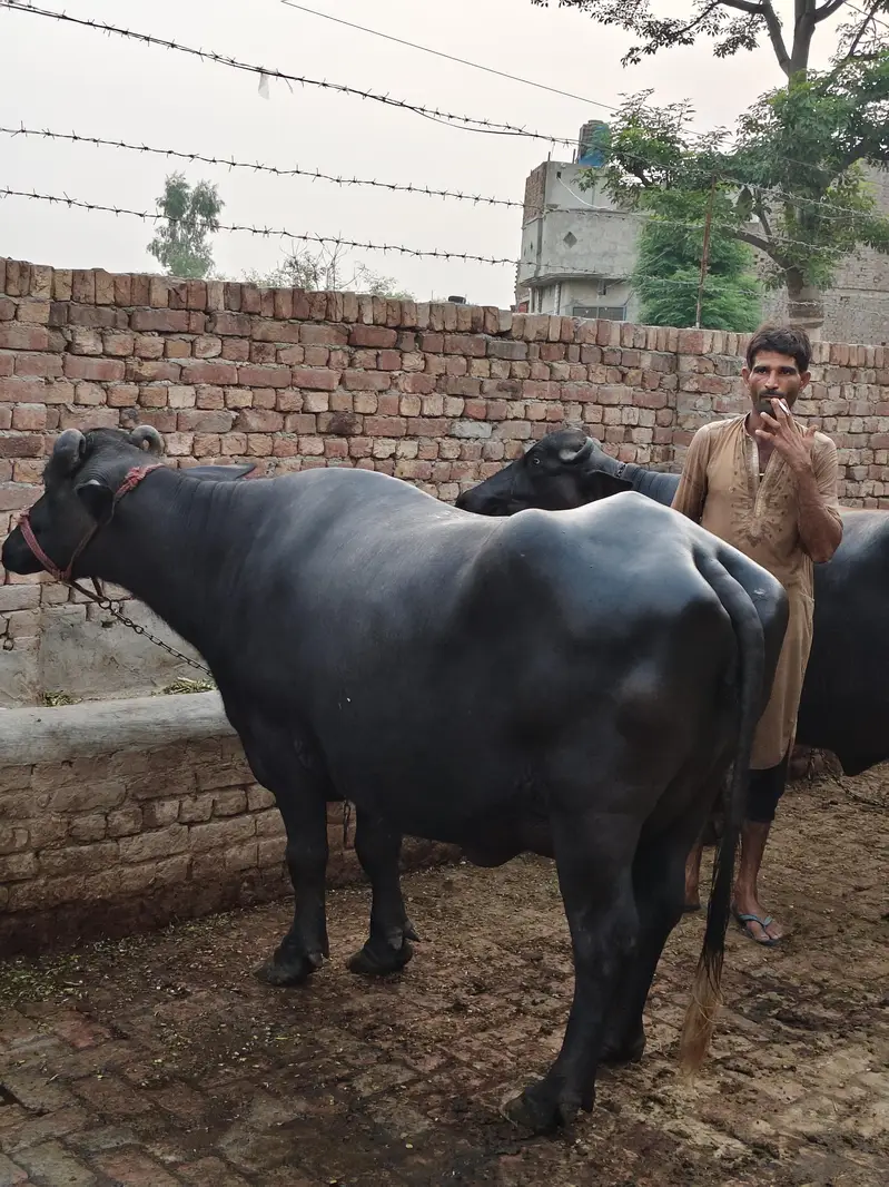 8 kg milk din ma 2 time — photo 3