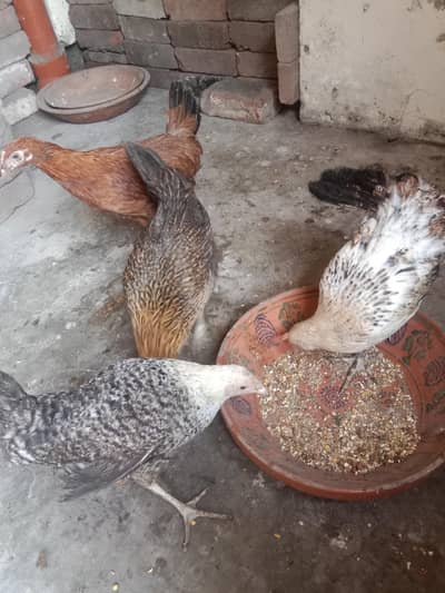 6 hens × 300 =1800 . phone number 03330031118