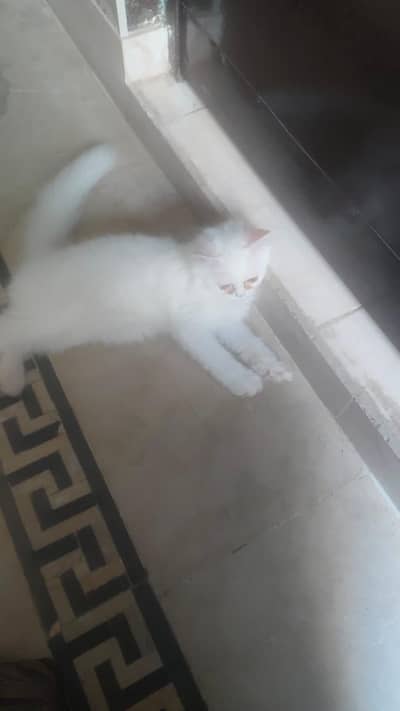 3rple coated punch face healthy and play full kitten