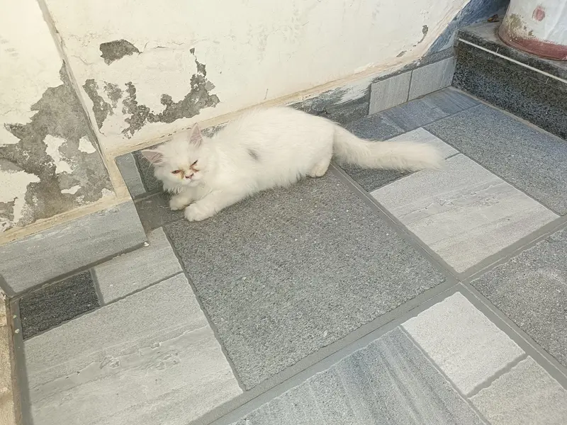 3rple coated punch face healthy and play full kitten — photo 4