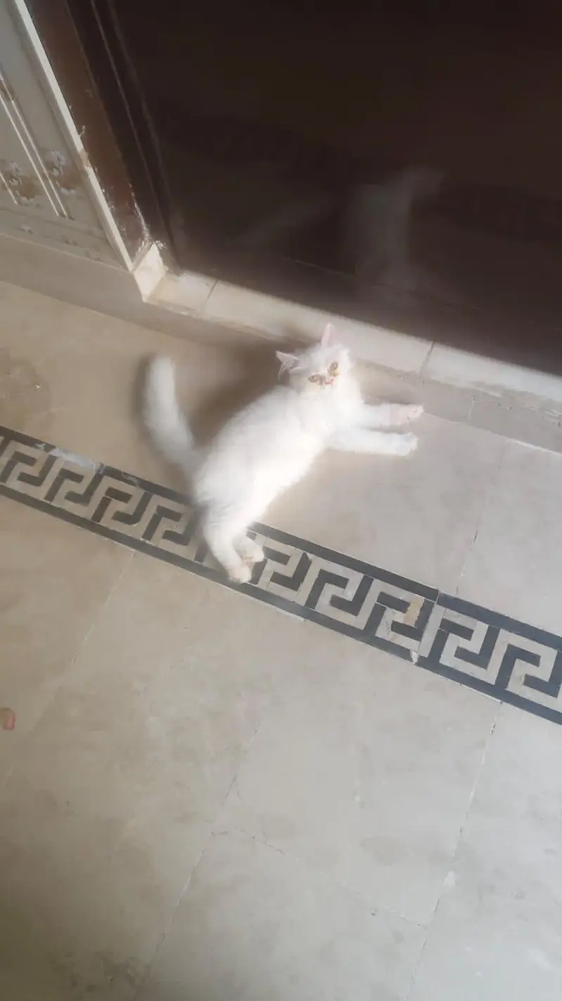 3rple coated punch face healthy and play full kitten — photo 5