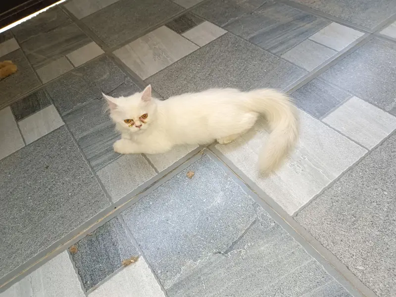 3rple coated punch face healthy and play full kitten — photo 6