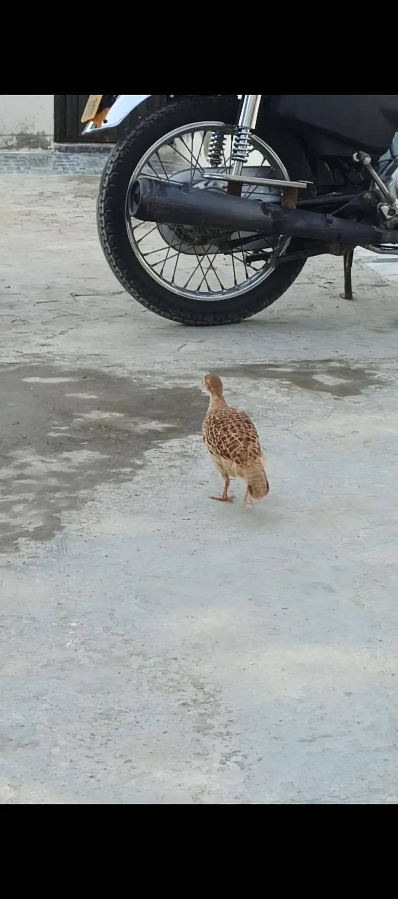 irani female teetar