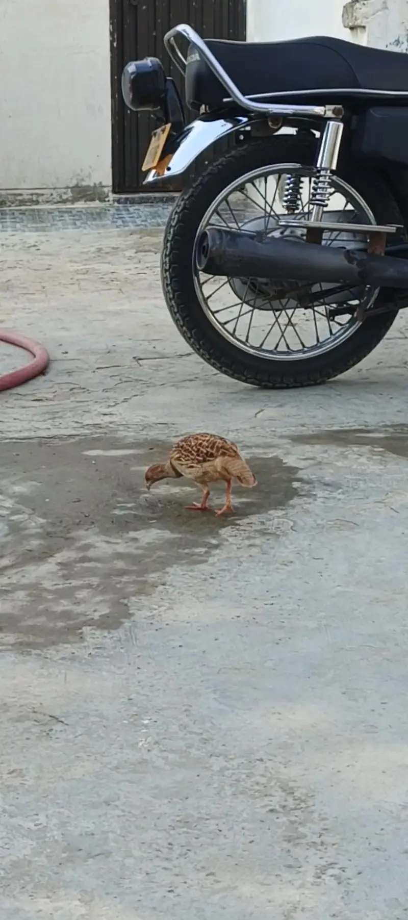 irani female teetar — photo 2