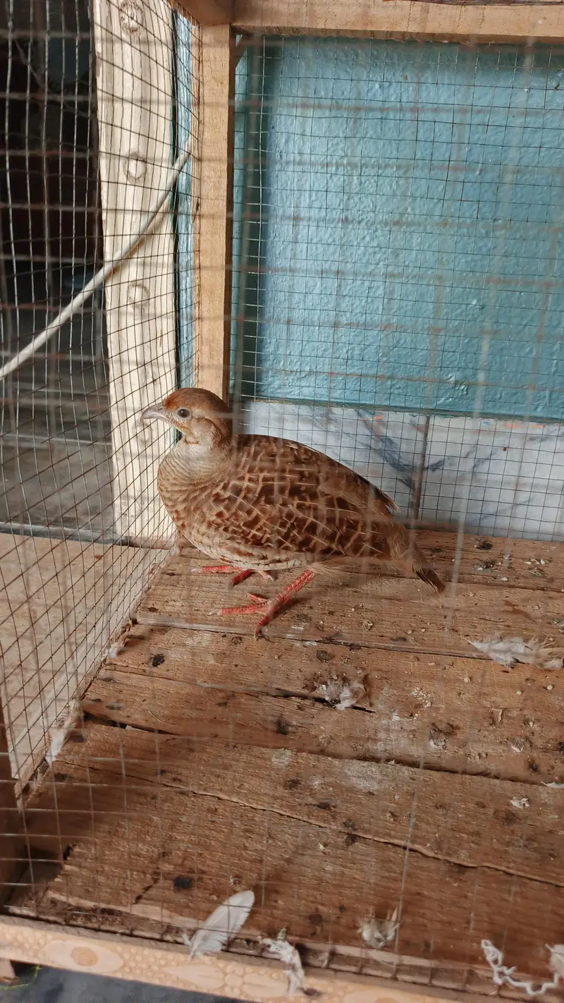 irani female teetar — photo 3