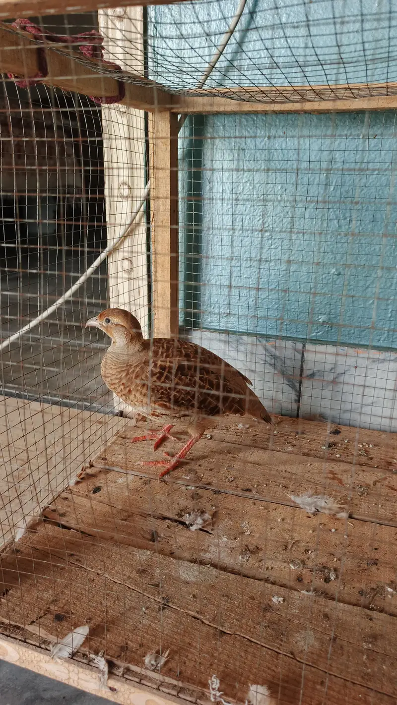 irani female teetar — photo 4
