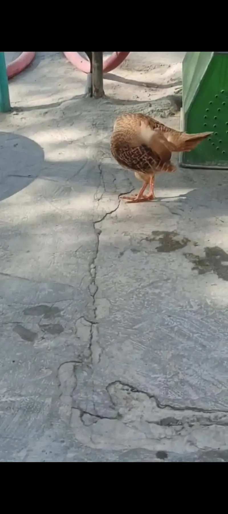 irani female teetar — photo 5