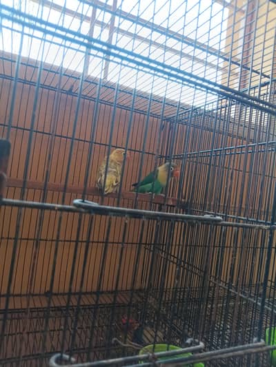 Australian parrot