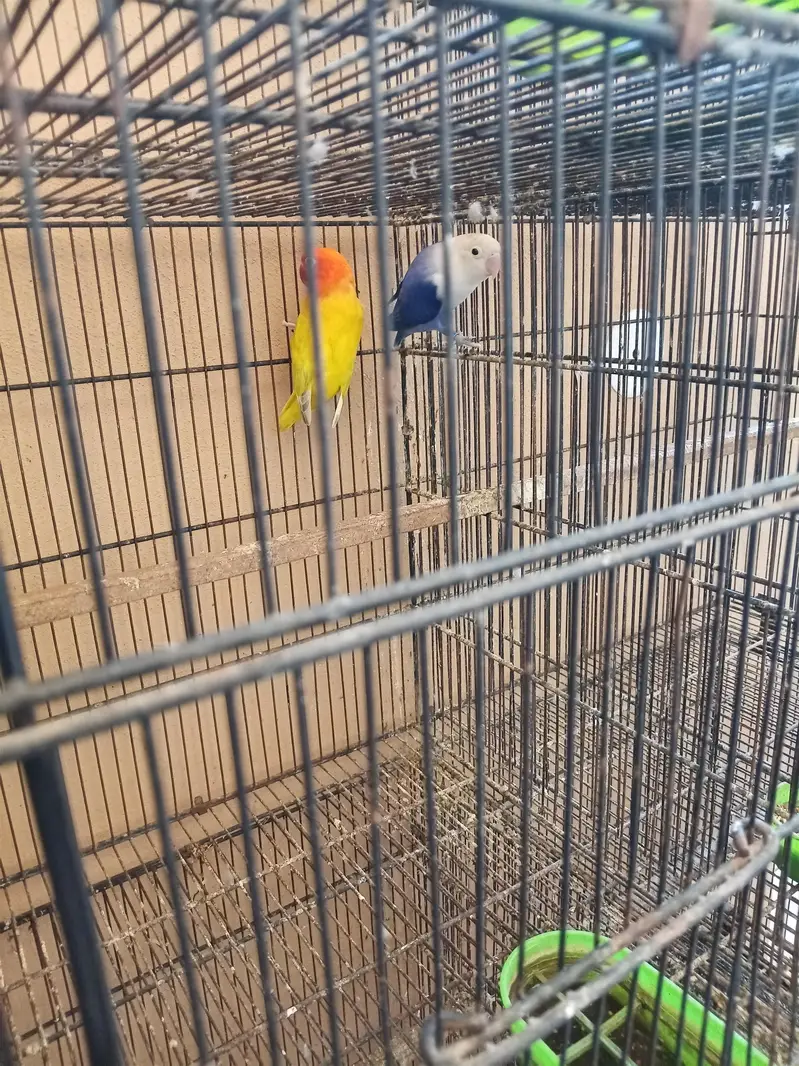 Australian parrot — photo 2