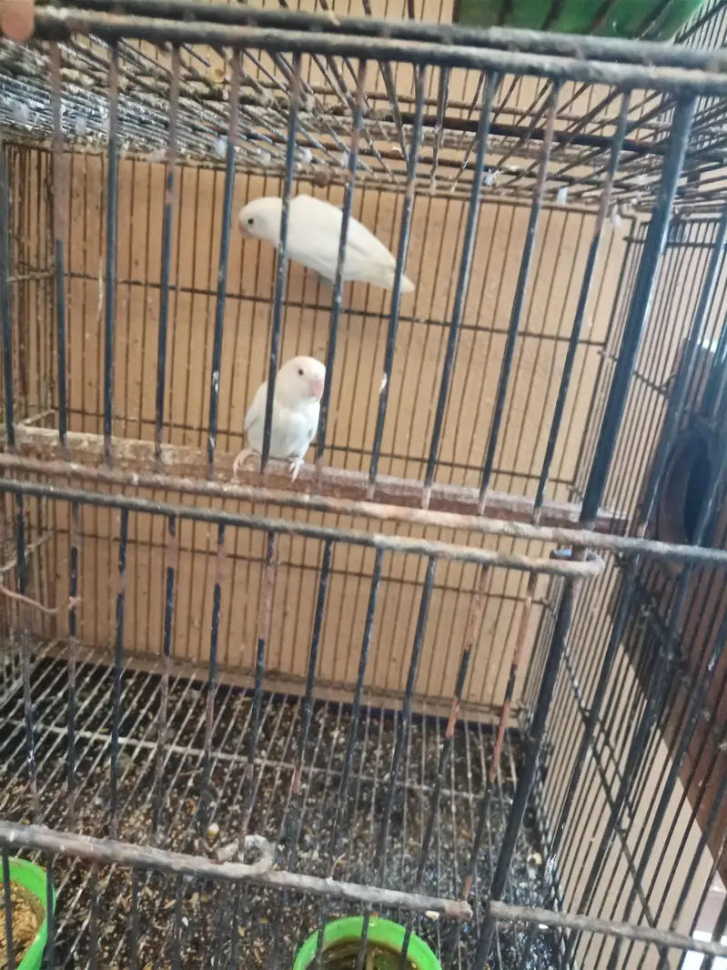 Australian parrot — photo 3