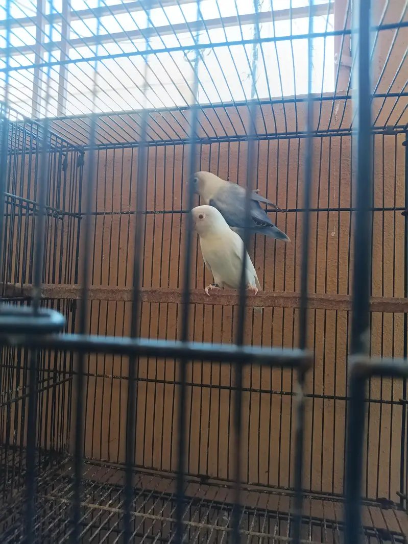 Australian parrot — photo 4