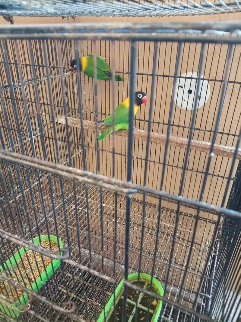 Australian parrot — photo 5