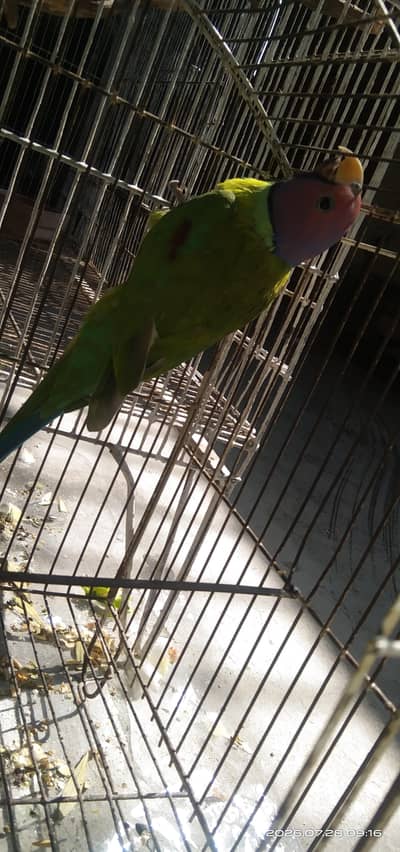 plume head