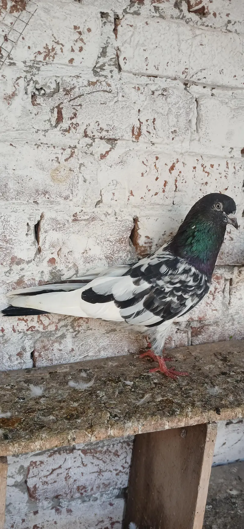 Pure Ferozpuri Male