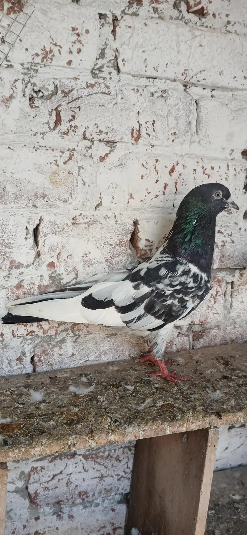 Pure Ferozpuri Male — photo 2